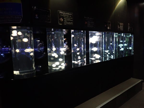 【古川・仙台発】 リニューアルオープンの加茂水族館と庄内の桜の名所・鶴岡公園(日帰り)3